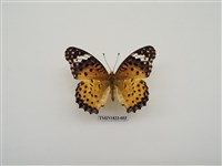 藏品(斐豹蛺蝶)的圖片